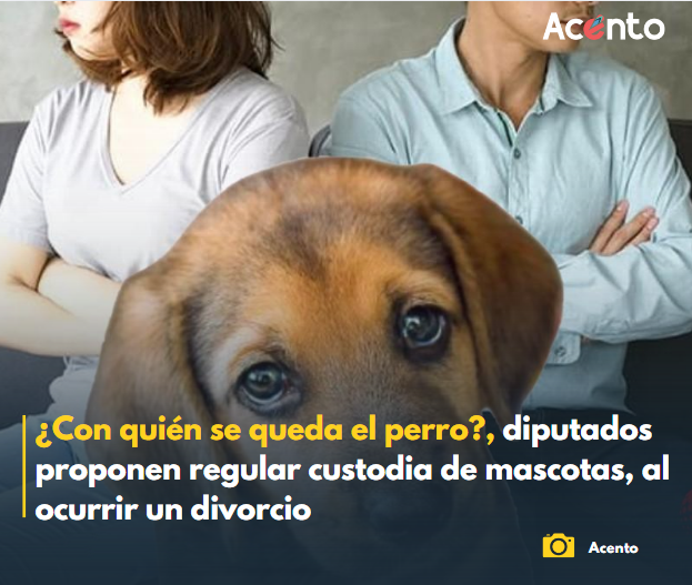 Legisladores proponen regular la custodia y el plan de cuidados de seres sintientes en procesos de divorcio
