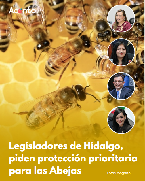 Legisladores reconocen a las abejas como especie de protección prioritaria